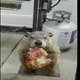 Illustration for article titled This groundhog methodically munching pizza for an hour is an inspiration to us all